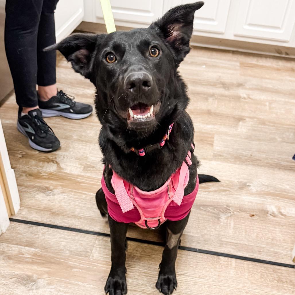 Enlarge 371 (2026) Millie, a Adoptable mixed breed in Parker, CO image 3/6