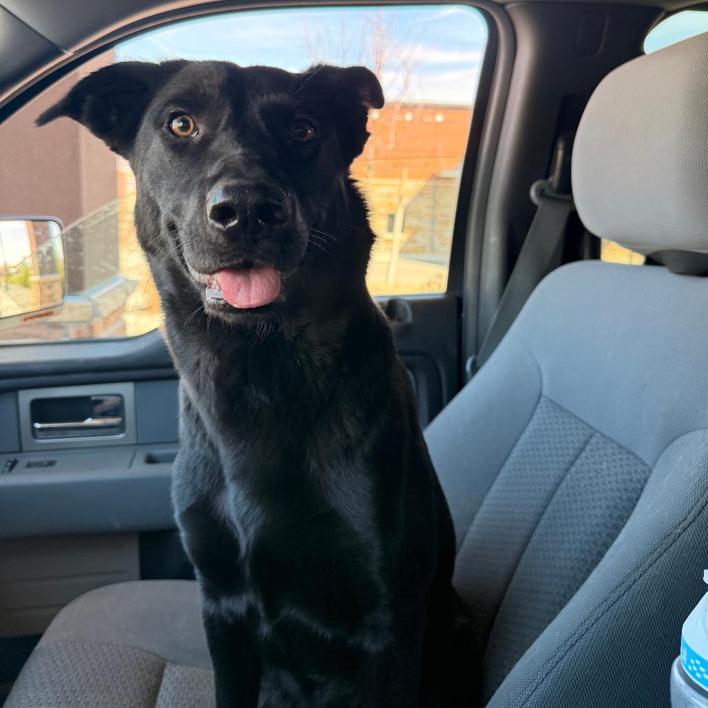 Enlarge 371 (2026) Millie, a Adoptable mixed breed in Parker, CO image 4/6