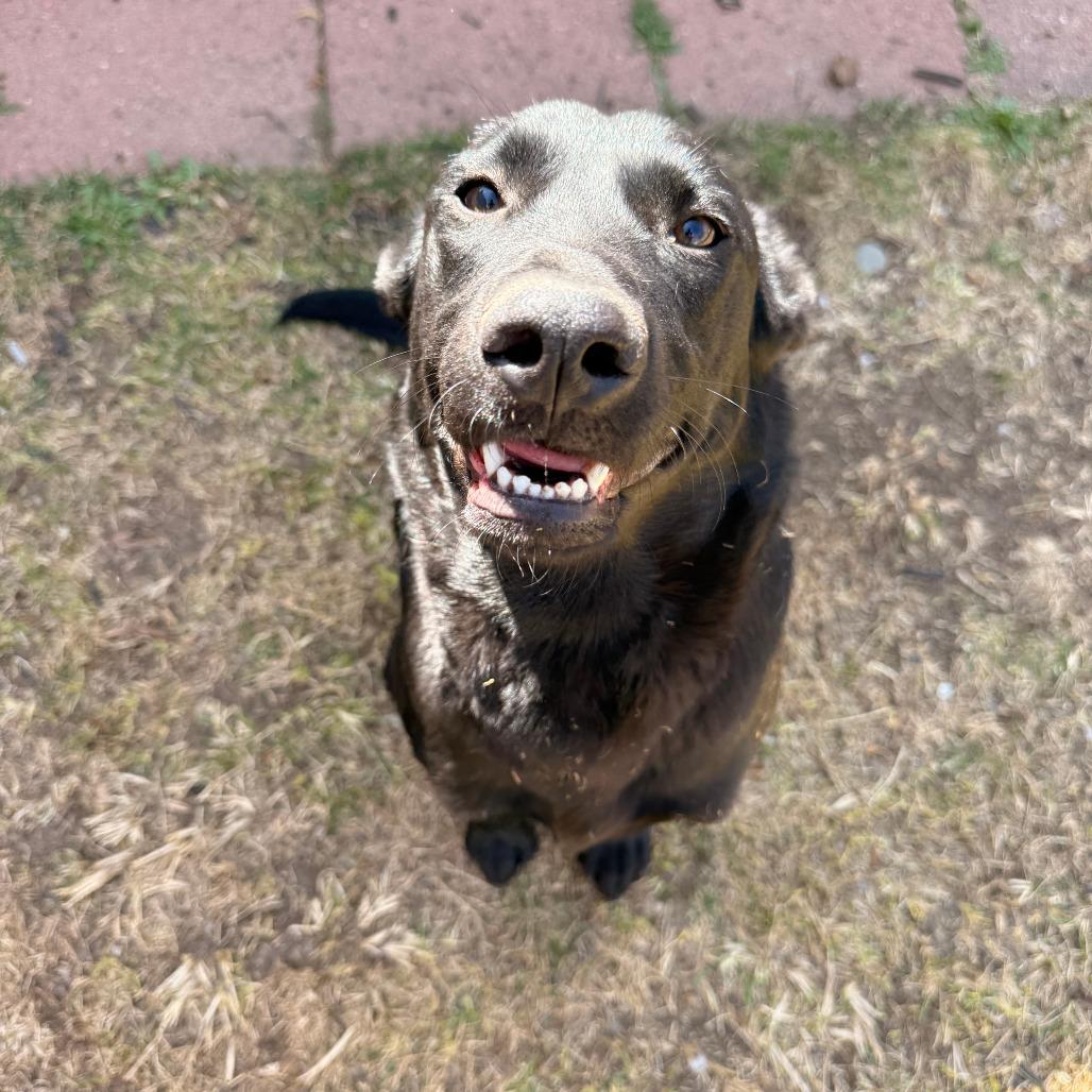Enlarge 371 (2026) Millie, a Adoptable mixed breed in Parker, CO image 5/6