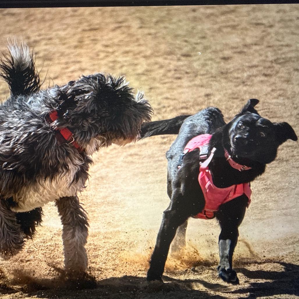Enlarge 371 (2026) Millie, a Adoptable mixed breed in Parker, CO image 6/6