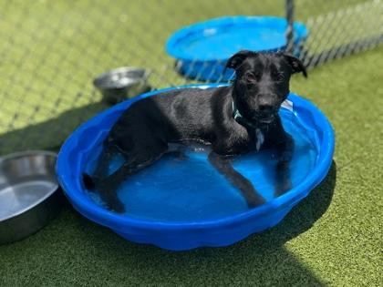 Enlarge Shiloh, a Adoptable mixed breed in Gainesville, FL image 1/3