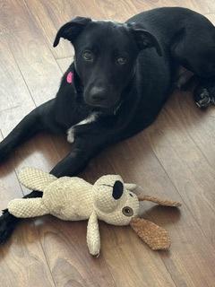 Enlarge Shiloh, a Adoptable mixed breed in Gainesville, FL image 2/3
