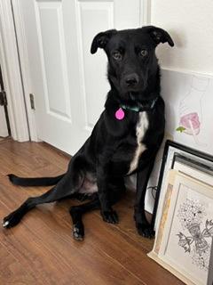 Enlarge Shiloh, a Adoptable mixed breed in Gainesville, FL image 3/3