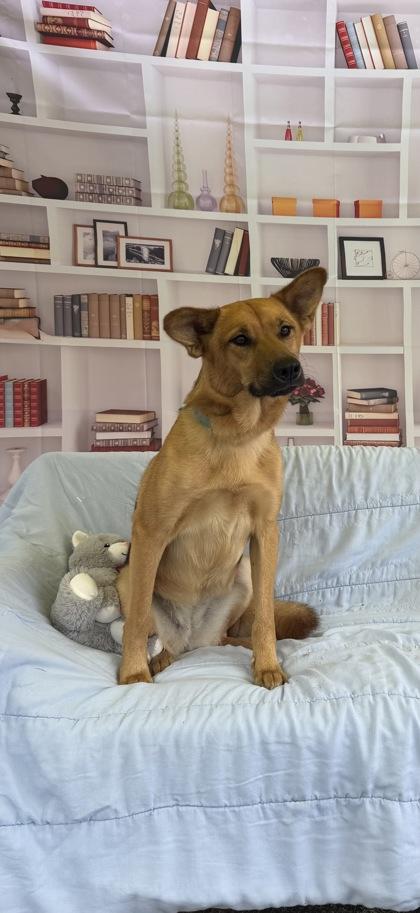 2620B Sadie - Adoption Ambassador, Adoptable, Adult Female German Shepherd Dog & Mixed Breed.