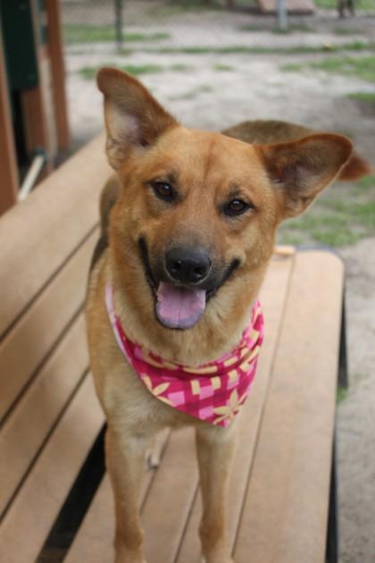 Enlarge 2620B Sadie - Adoption Ambassador, a Adoptable mixed breed in North Charleston, SC image 2/3
