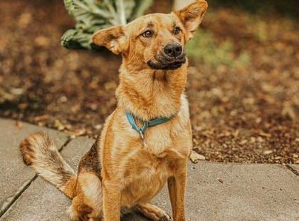Enlarge 2620B Sadie - Adoption Ambassador, a Adoptable mixed breed in North Charleston, SC image 3/3