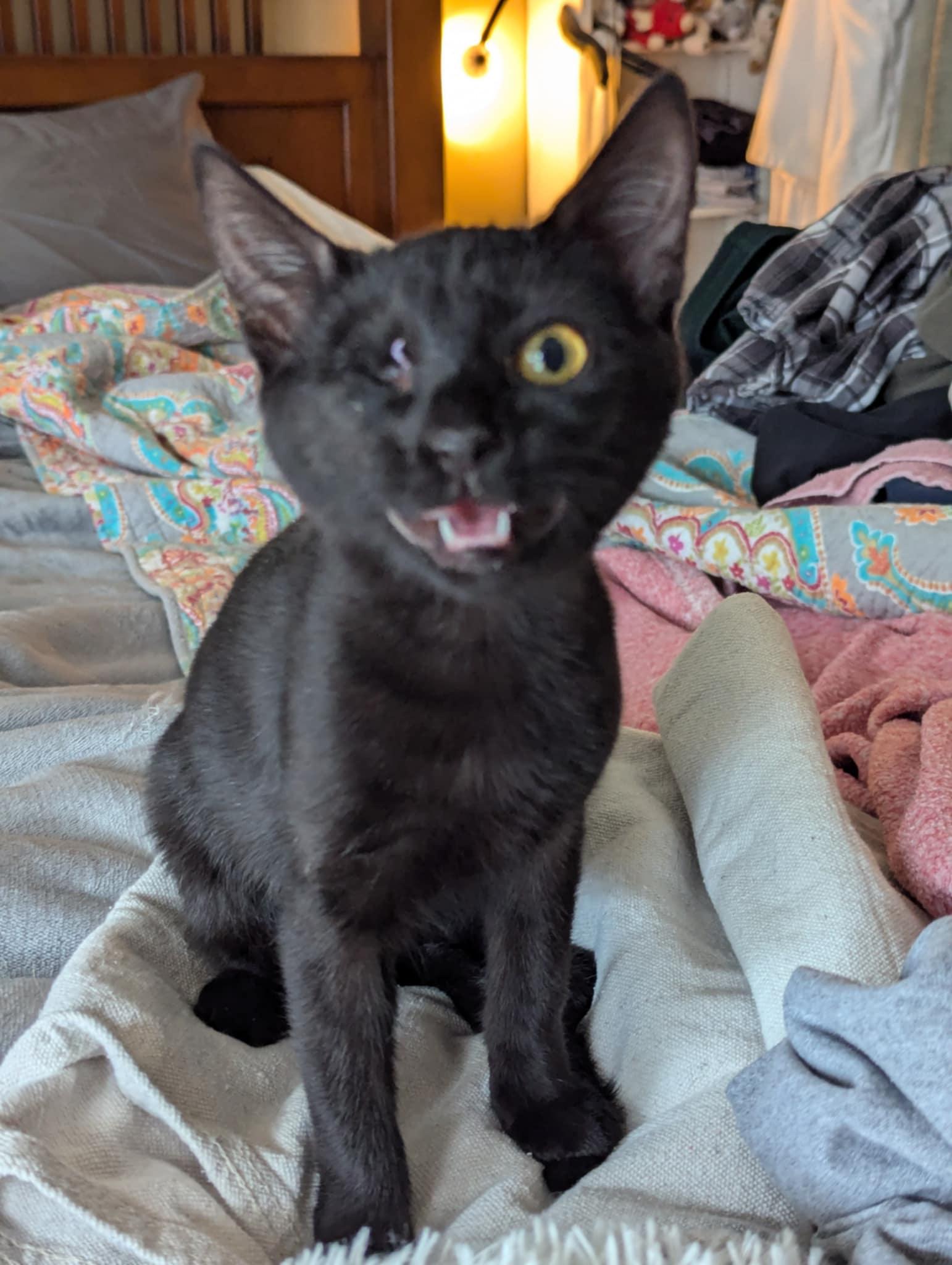 Captain Franky Cook, Adoptable, Young Female Domestic Short Hair.