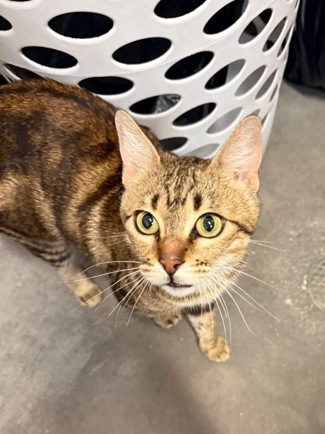 Laney, Adult Female Tabby