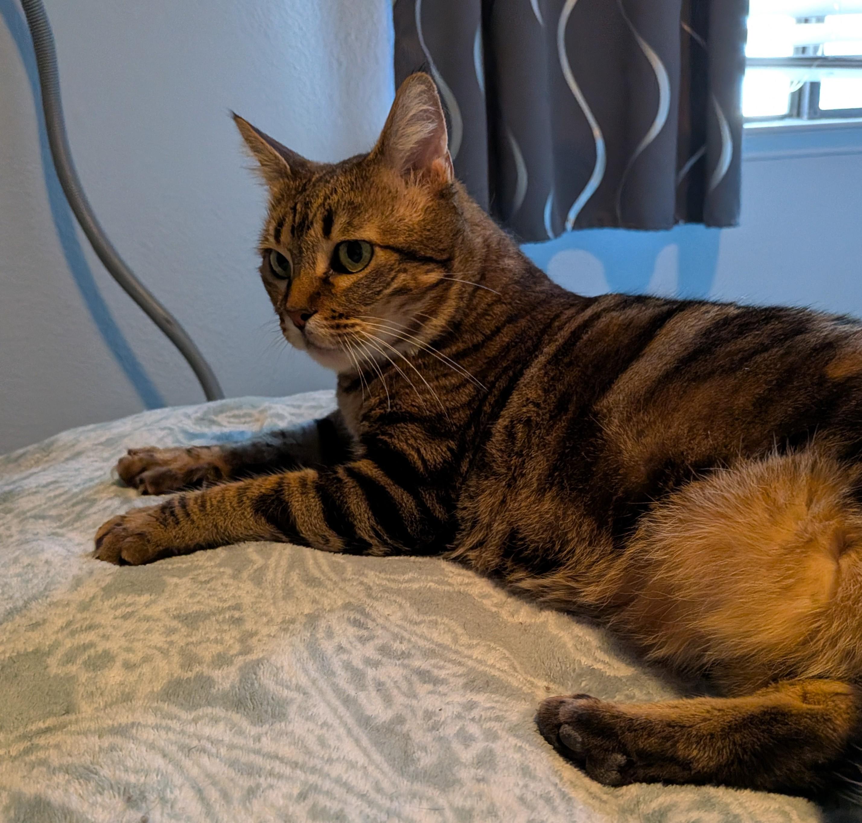 Enlarge Laney, a Adoptable Tabby in Las Vegas, NV image 1/3