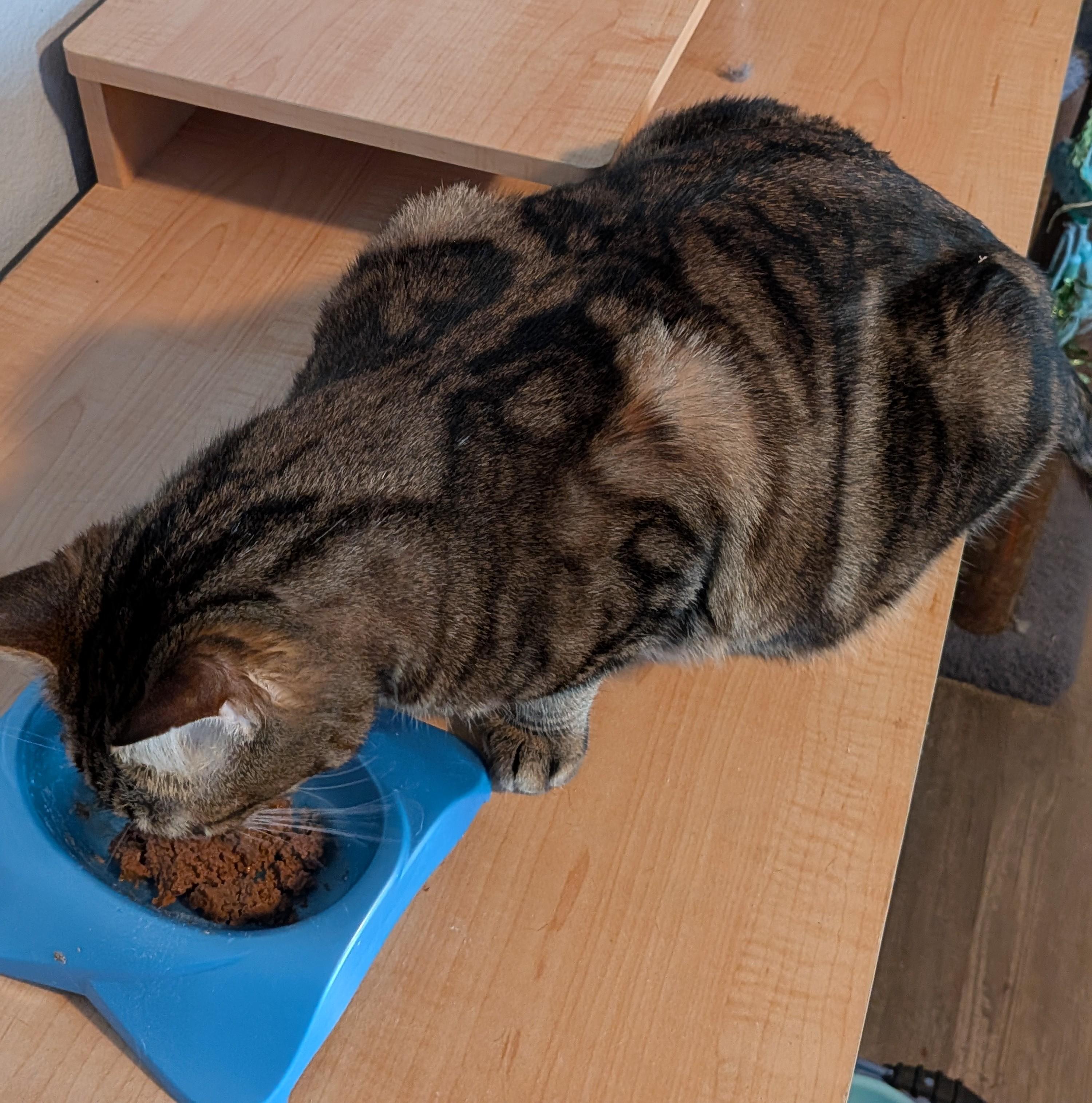 Enlarge Laney, a Adoptable Tabby in Las Vegas, NV image 2/3