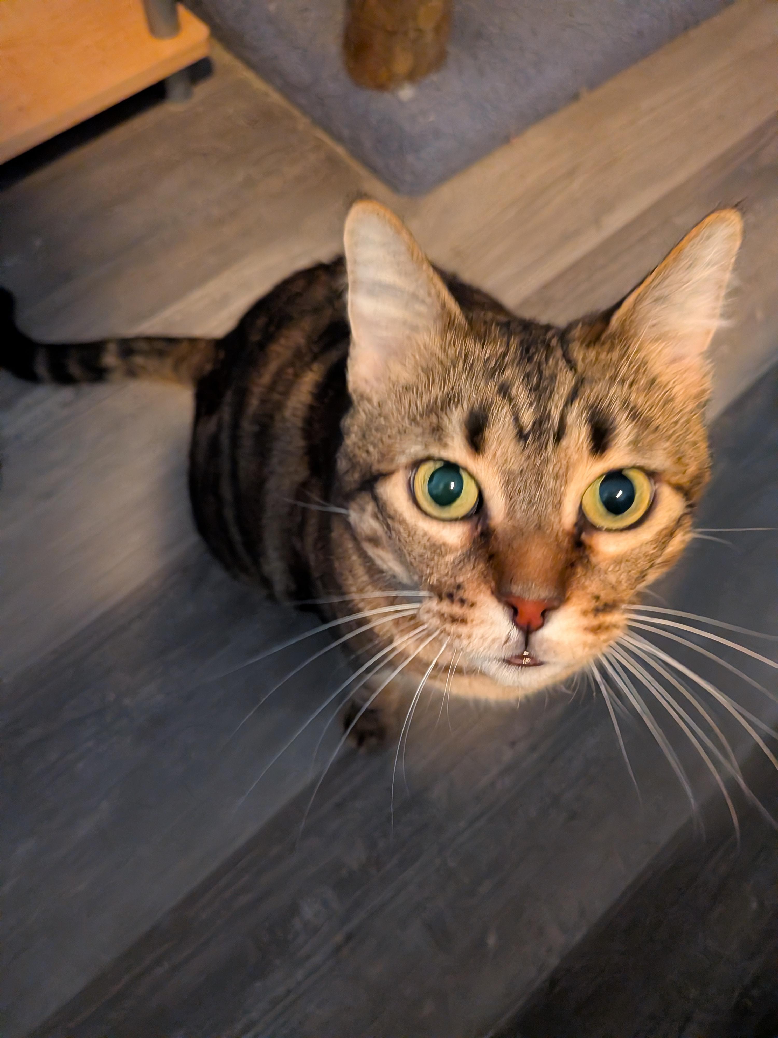 Enlarge Laney, a Adoptable Tabby in Las Vegas, NV image 3/3