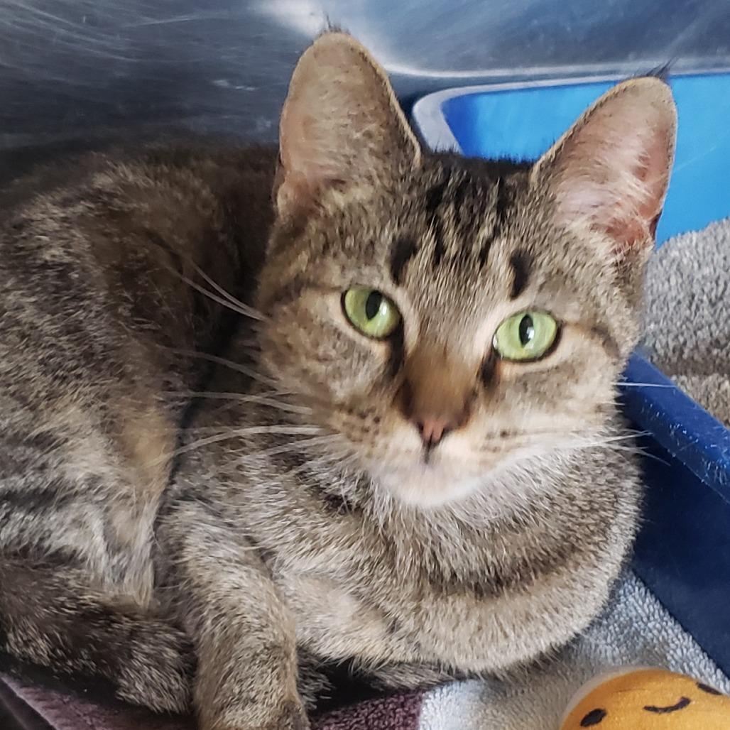 Pearl, Adoptable, Adult Female Domestic Short Hair.