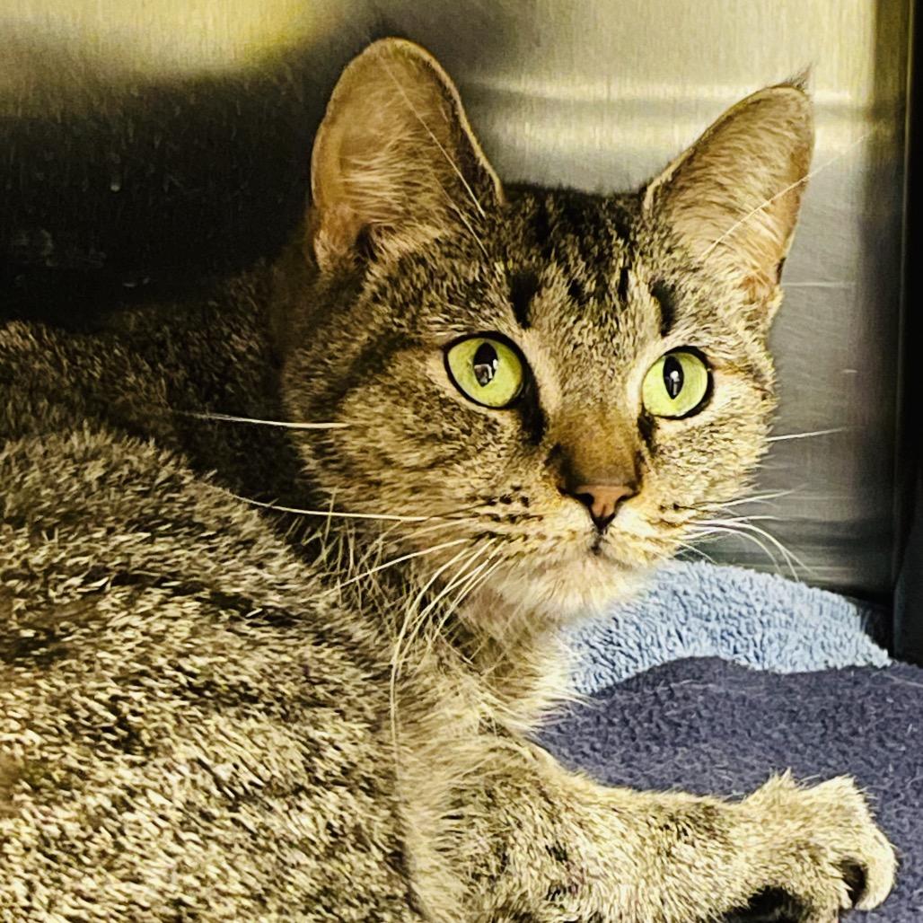 Enlarge Pearl, a Adoptable Domestic Short Hair in Columbia Station, OH image 2/2