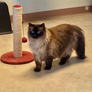 Couture, Adoptable, Adult Female Domestic Long Hair.