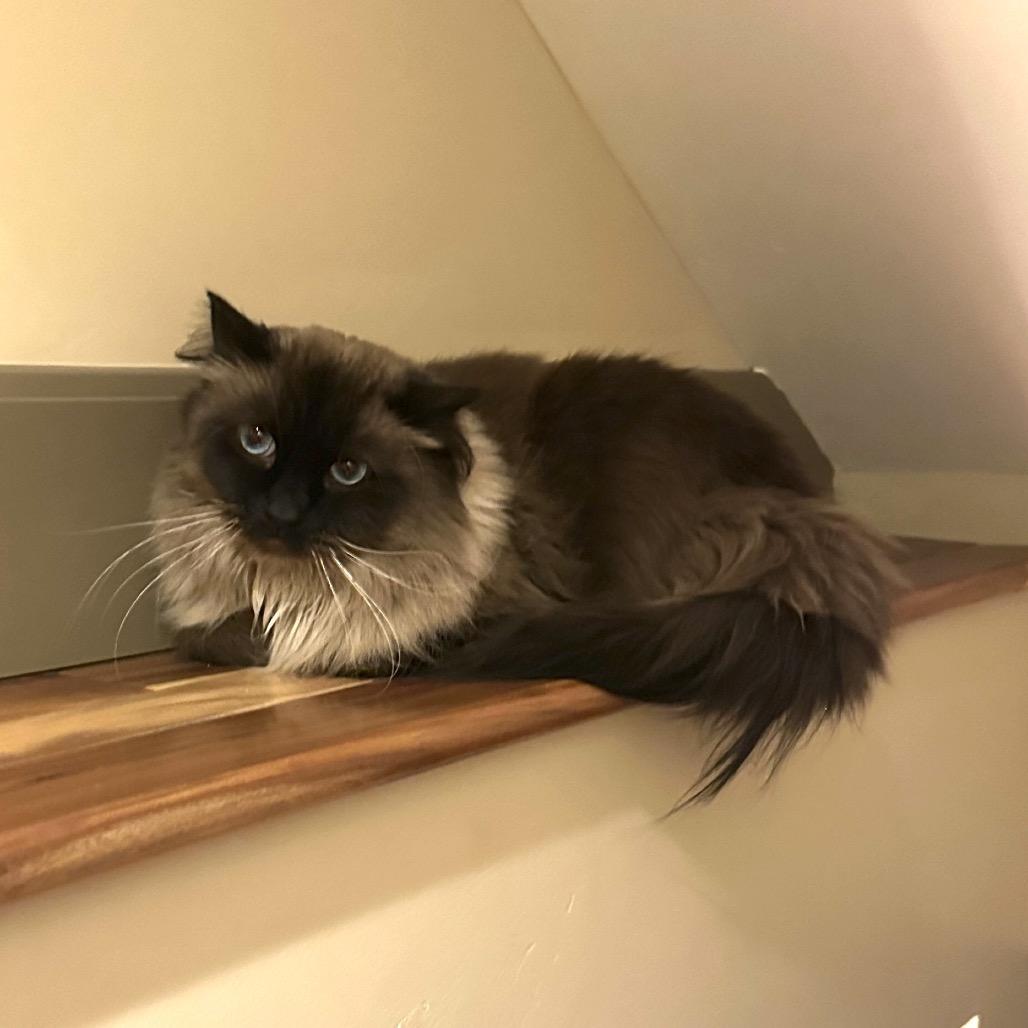 Enlarge Couture, a Adoptable Domestic Long Hair in Park City, UT image 2/6