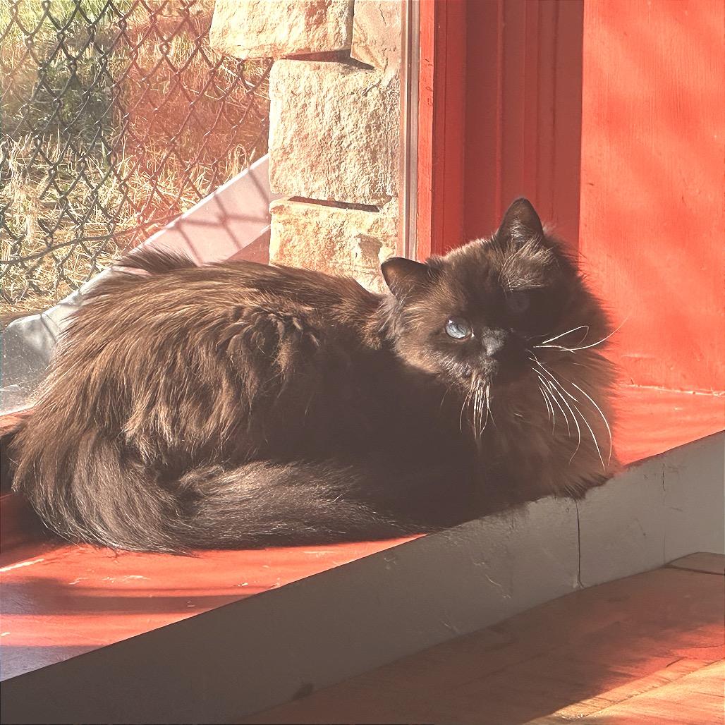 Enlarge Couture, a Adoptable Domestic Long Hair in Park City, UT image 3/6
