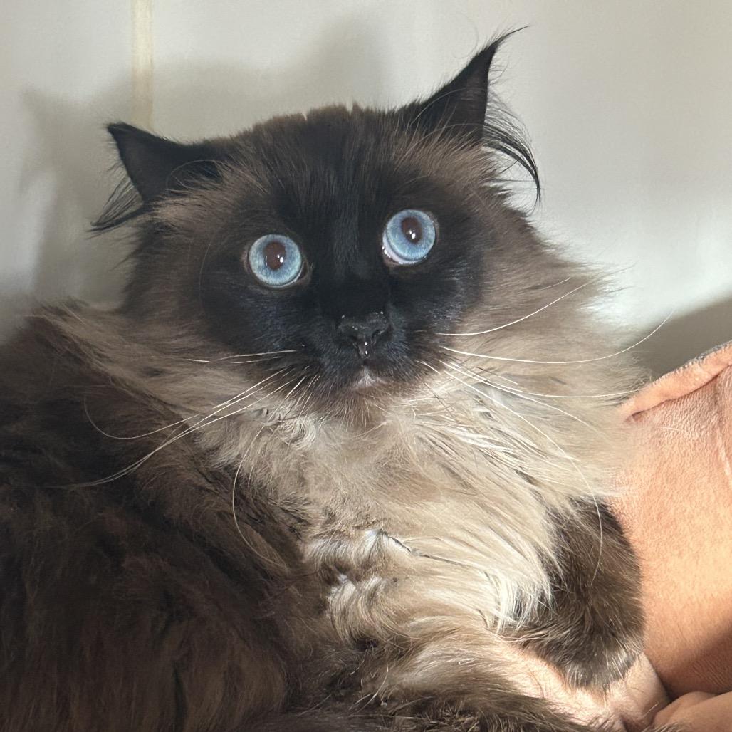 Enlarge Couture, a Adoptable Domestic Long Hair in Park City, UT image 4/6