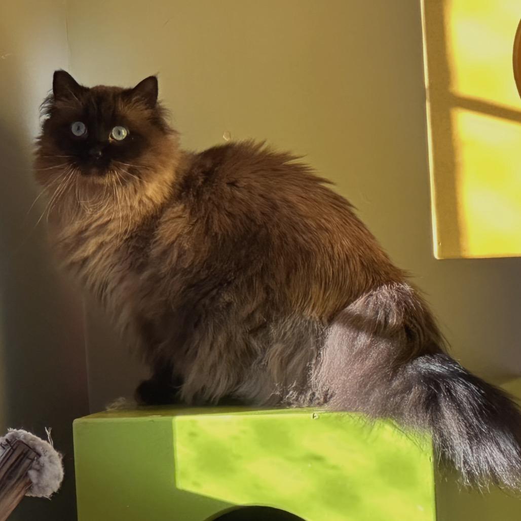 Enlarge Couture, a Adoptable Domestic Long Hair in Park City, UT image 5/6