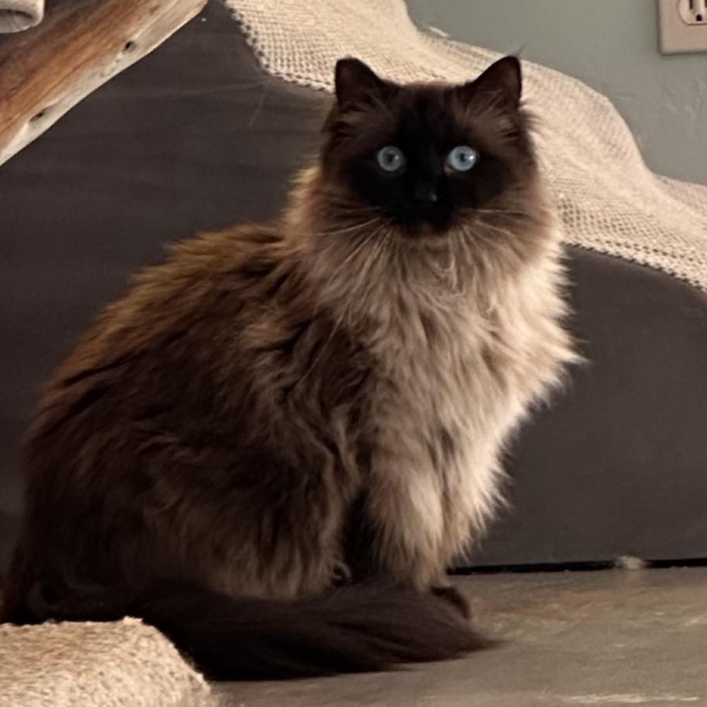 Enlarge Couture, a Adoptable Domestic Long Hair in Park City, UT image 6/6