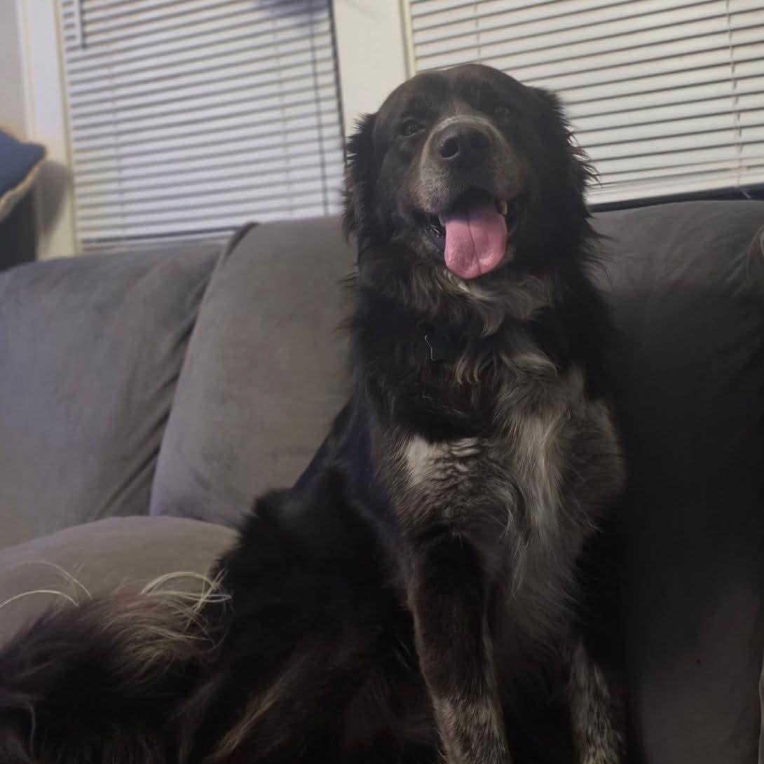Thor, an adopted mixed breed in East Peoria, IL image 6/6