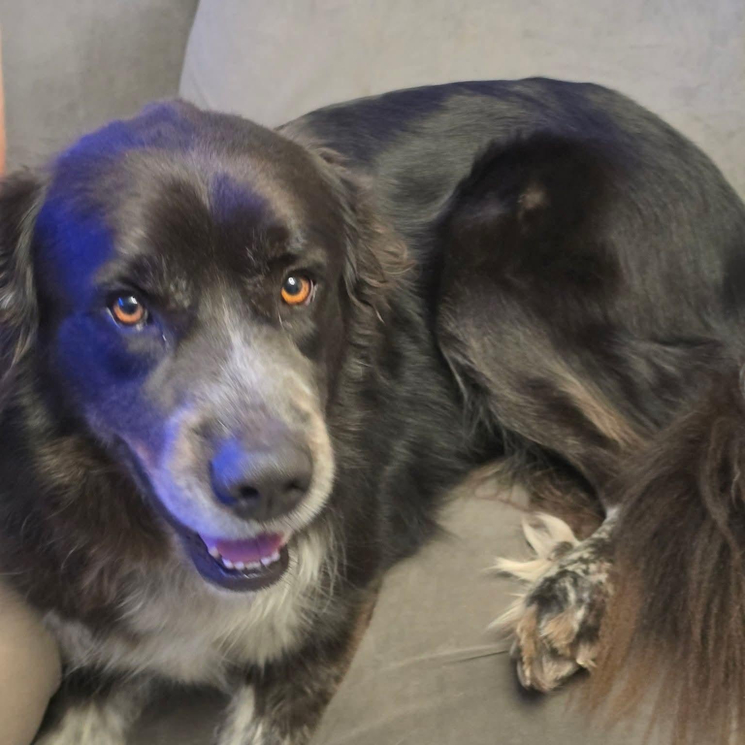 Thor, an adopted mixed breed in East Peoria, IL image 3/6