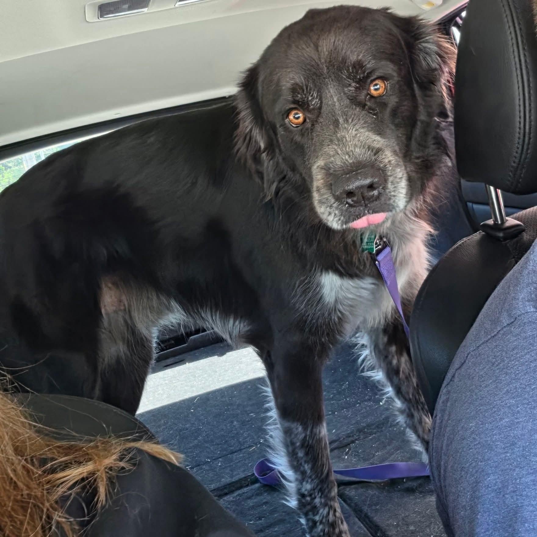Thor, an adopted mixed breed in East Peoria, IL image 2/6