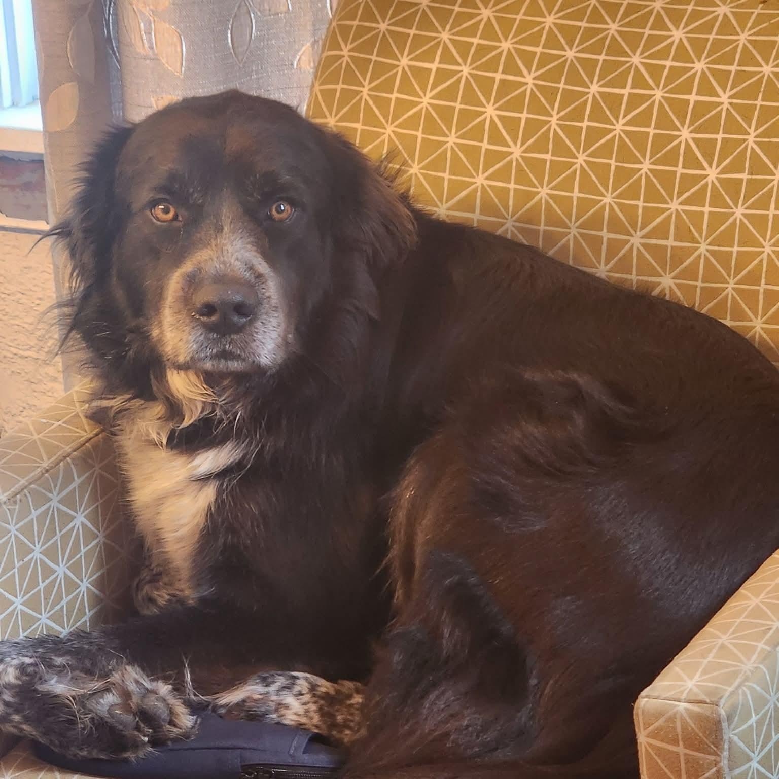 Thor, adopted, Adult Male Great Pyrenees.