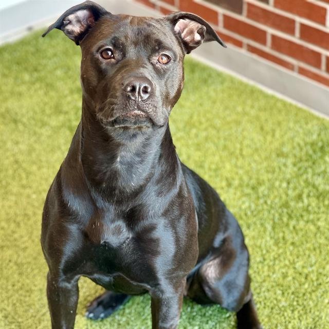 SAYLOR, Adoptable, Young Female Pit Bull Terrier.