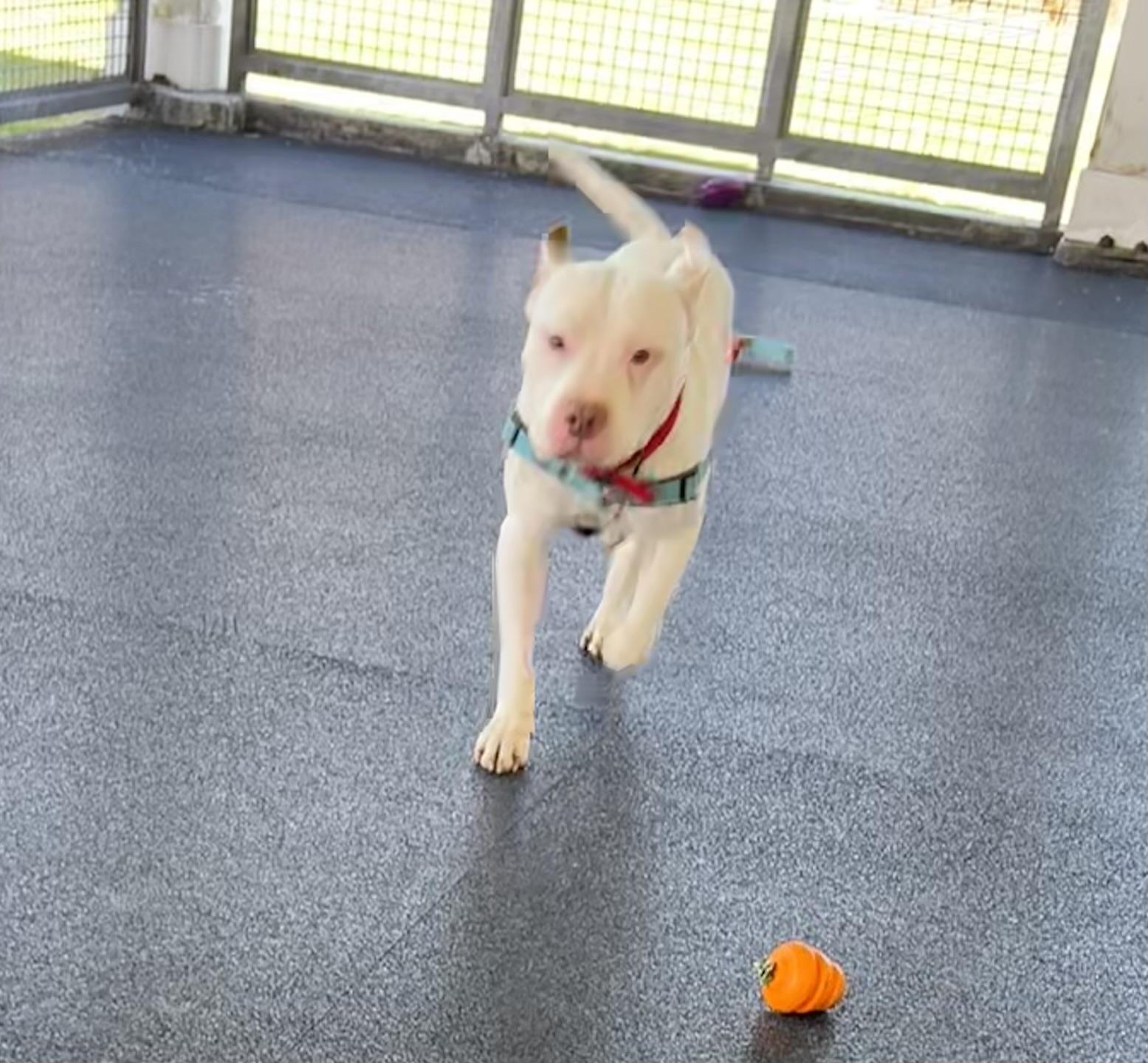 Enlarge Hercules, a ADOPTABLE mixed breed in Ithaca, NY image 3/4