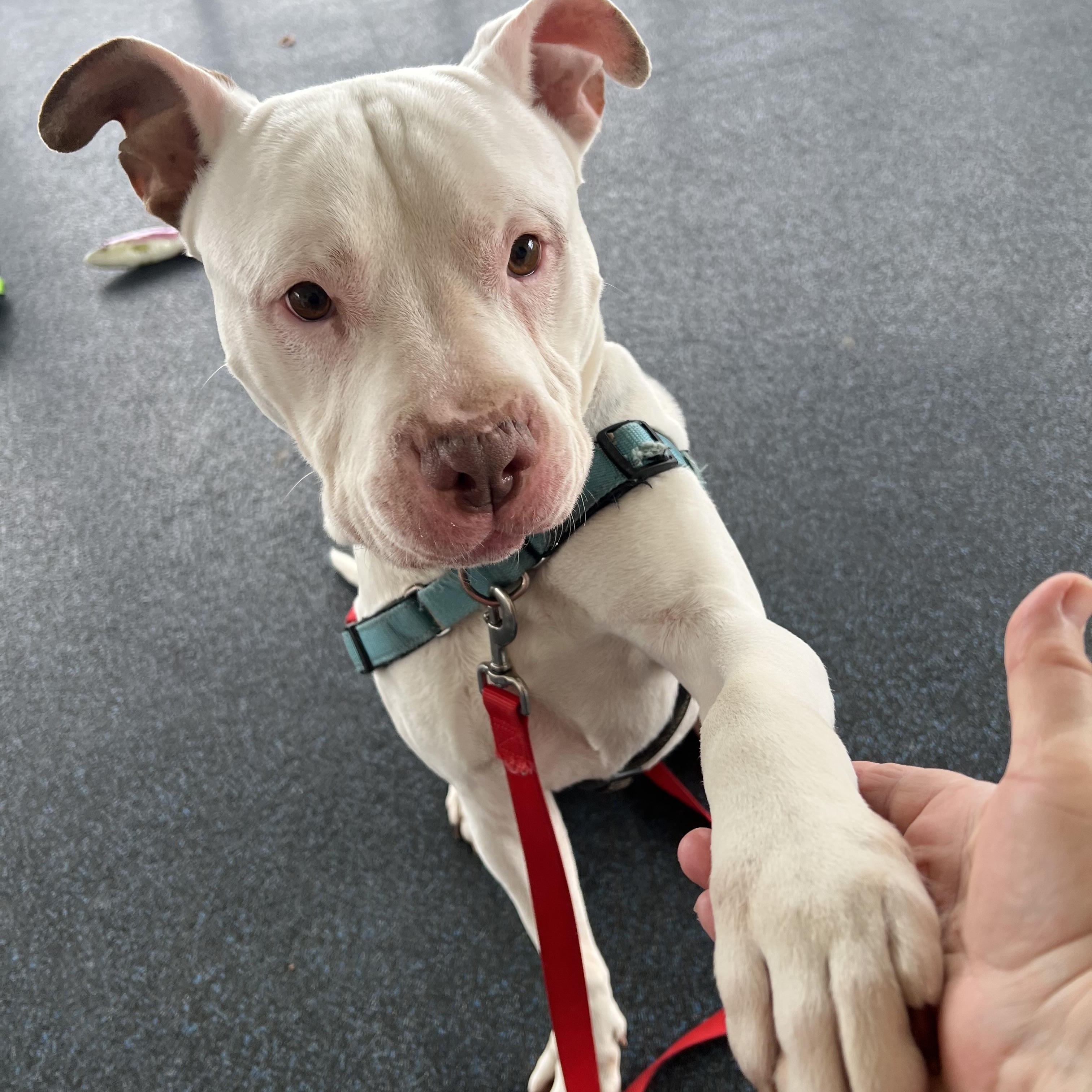 Enlarge Hercules, a ADOPTABLE mixed breed in Ithaca, NY image 4/4