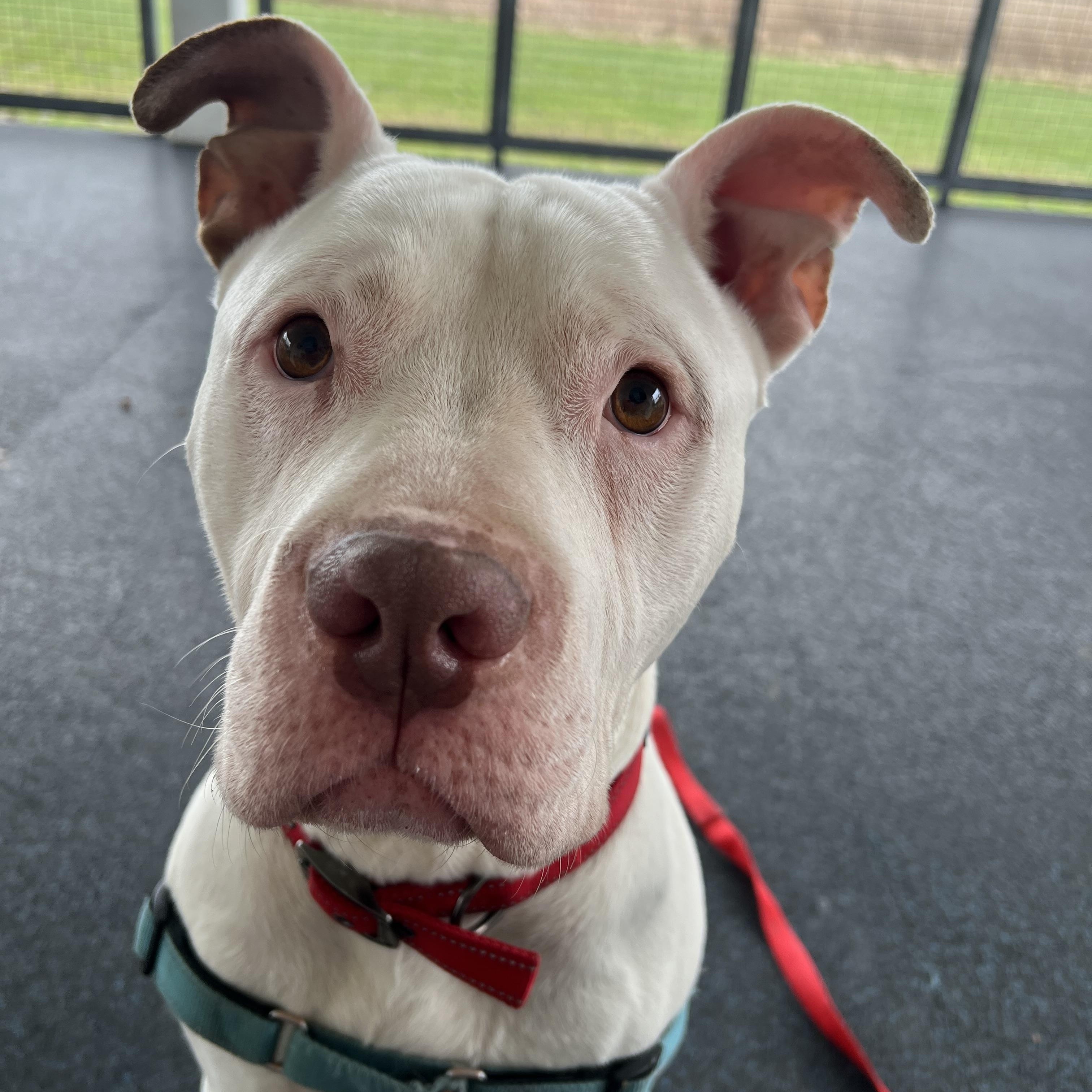 Hercules, ADOPTABLE, Adult Male Mixed Breed.