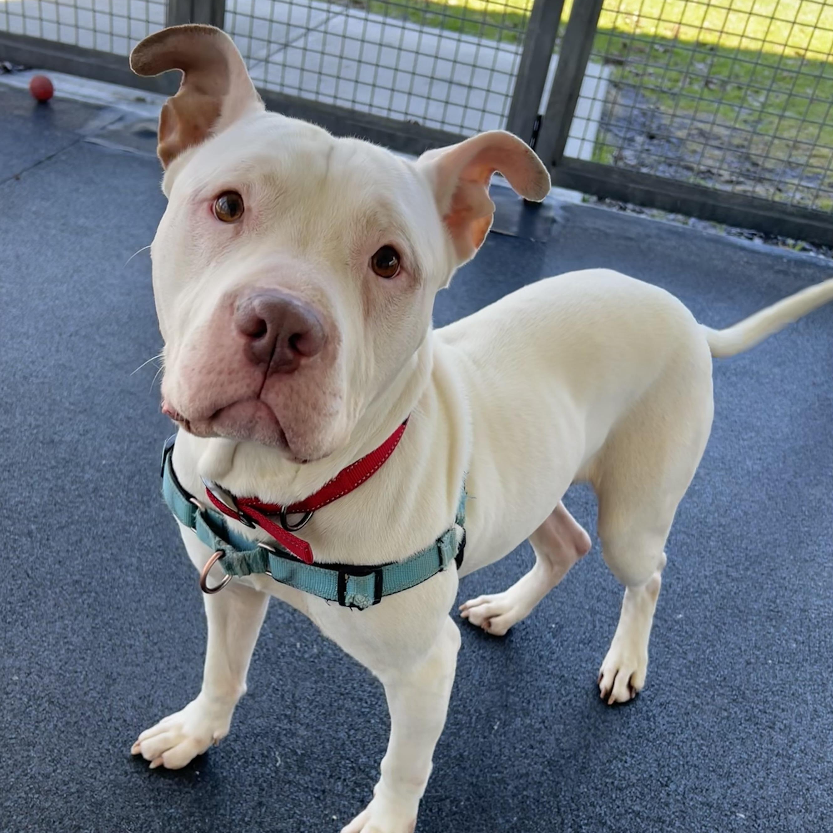 Enlarge Hercules, a ADOPTABLE mixed breed in Ithaca, NY image 2/4