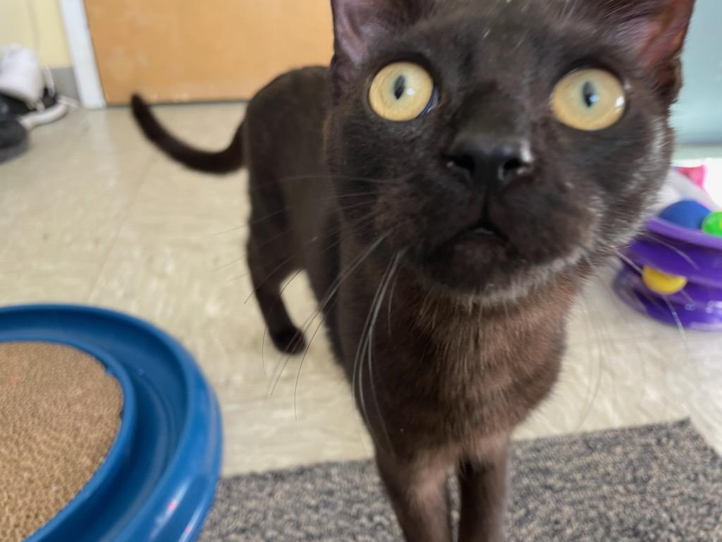 Jyn, Adoptable, Young Female Domestic Medium Hair.