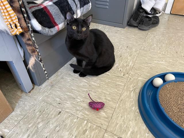 Jyn, a Adoptable Domestic Medium Hair in Gig Harbor, WA image 2/5