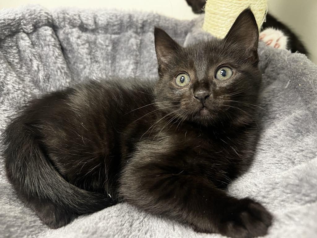 Jyn, a Adoptable Domestic Medium Hair in Gig Harbor, WA image 3/5