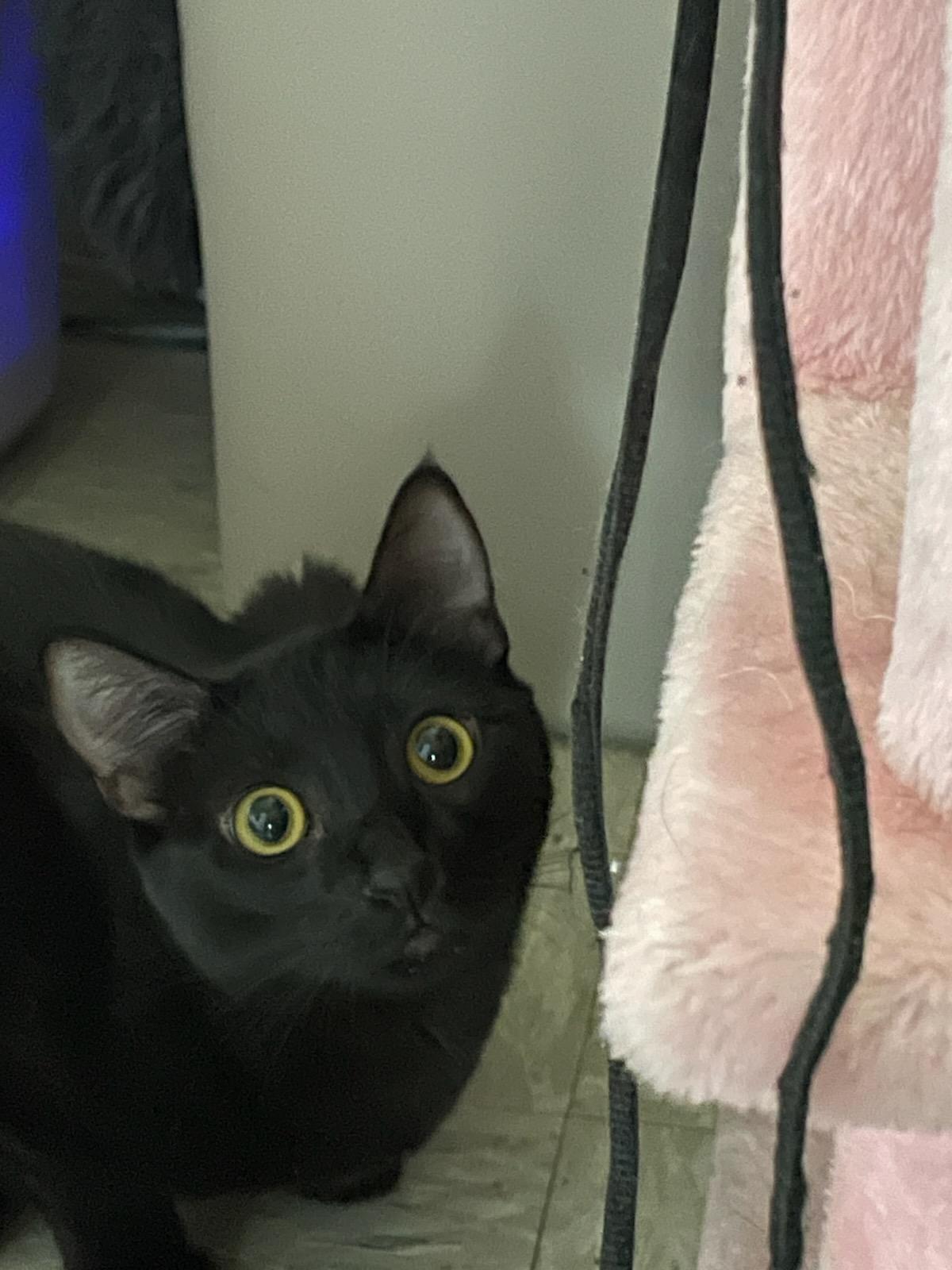 Jyn, a Adoptable Domestic Medium Hair in Gig Harbor, WA image 5/5