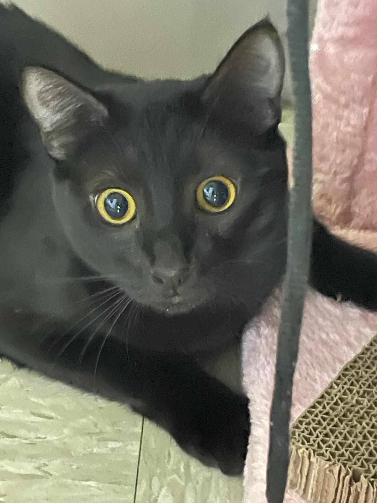 Jyn, Adoptable, Young Female Domestic Medium Hair.