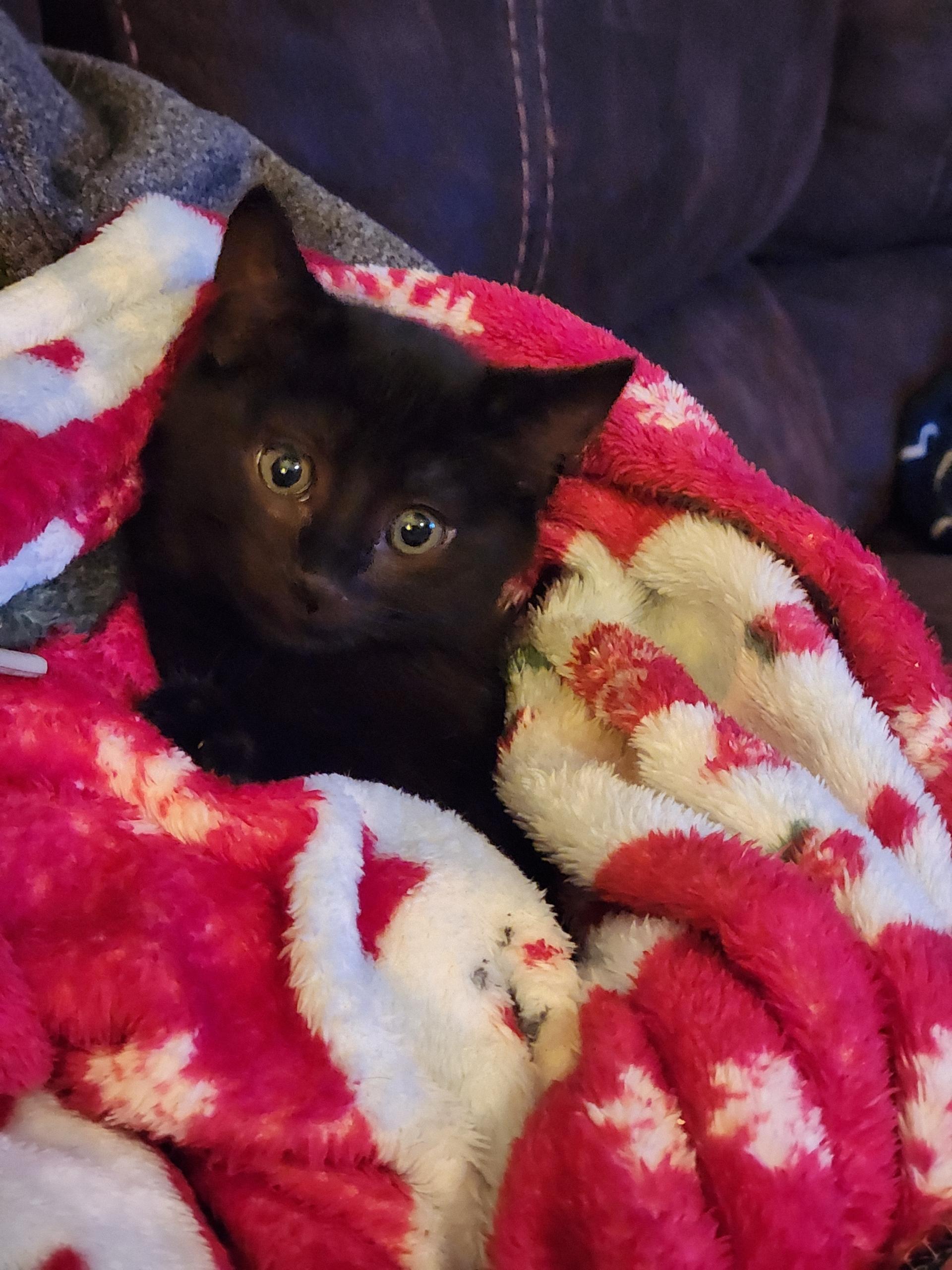 Jyn, a Adoptable Domestic Medium Hair in Gig Harbor, WA image 4/5