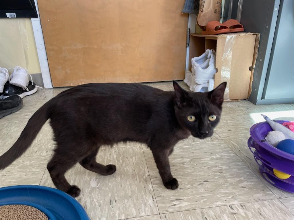 Jyn, a Adoptable Domestic Medium Hair in Gig Harbor, WA image 5/5