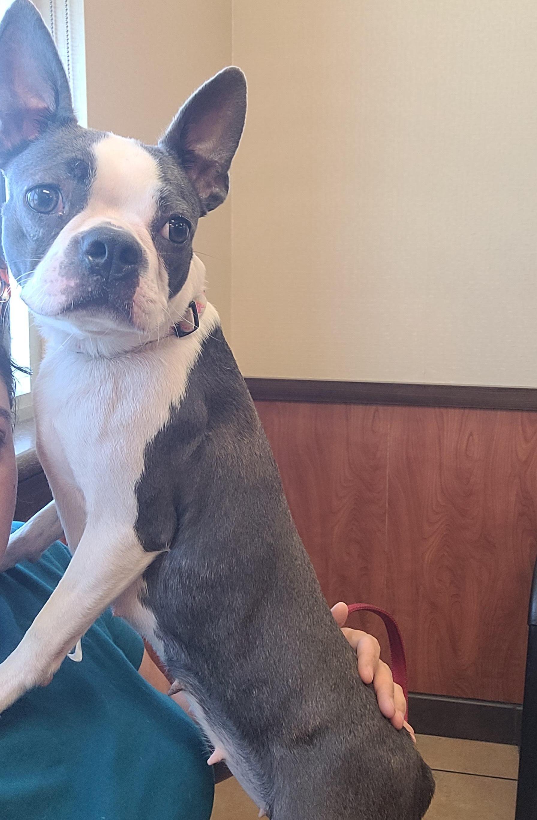 Enlarge Stoney in MO, a Adoptable Boston Terrier in Springfield, MO image 5/5