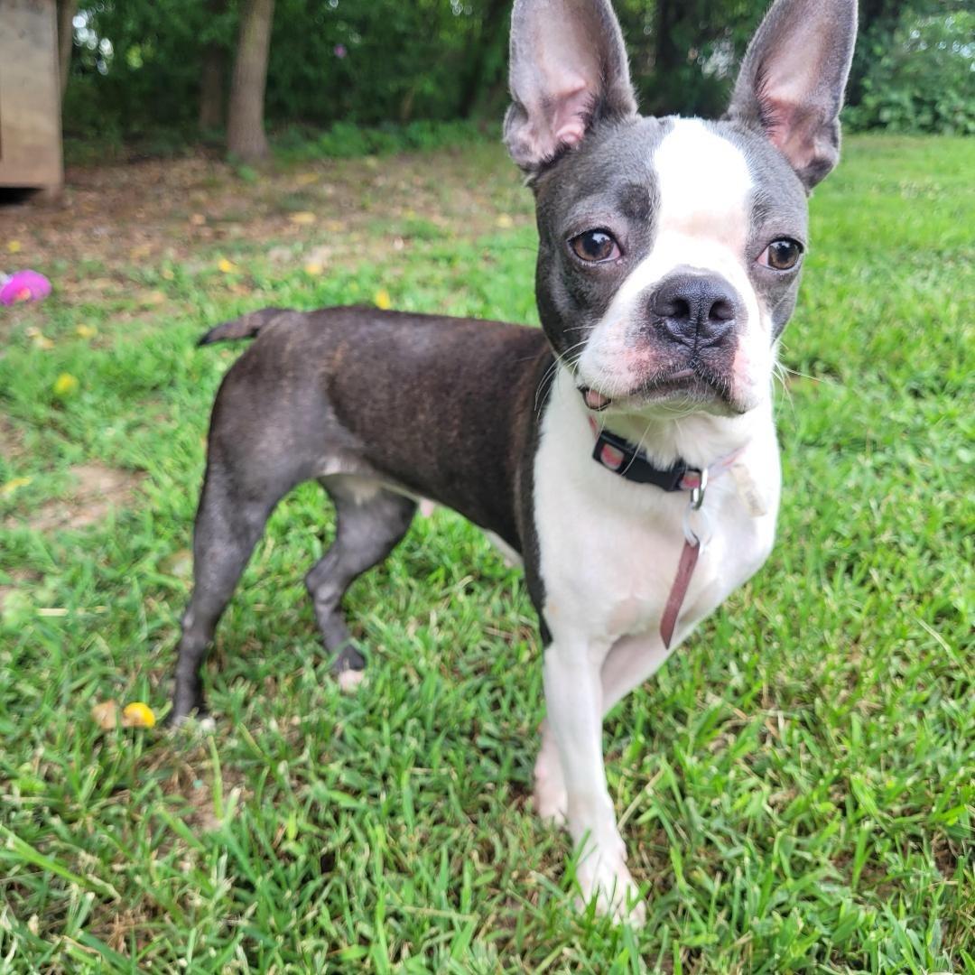 Stoney in MO, Adoptable, Young Female Boston Terrier.