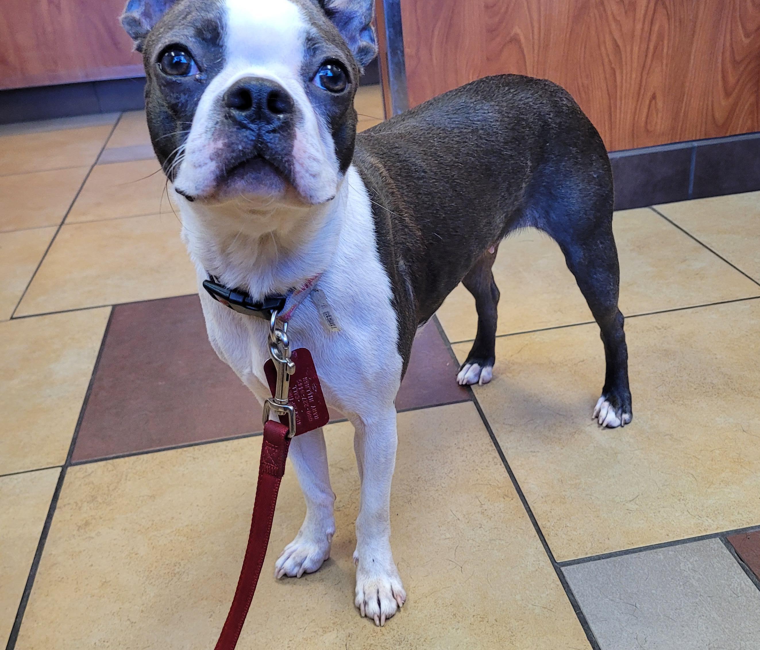 Enlarge Stoney in MO, a Adoptable Boston Terrier in Springfield, MO image 4/5