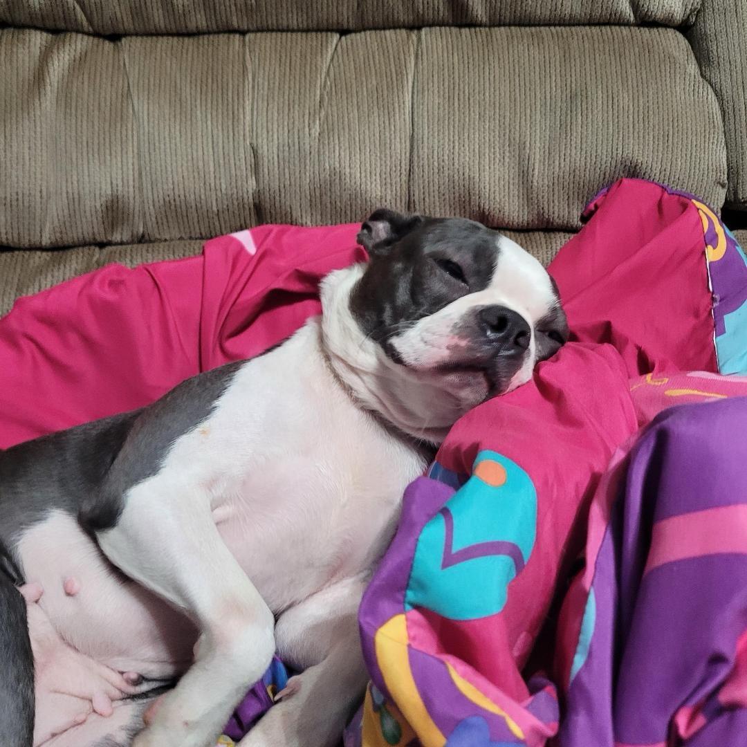 Enlarge Stoney in MO, a Adoptable Boston Terrier in Springfield, MO image 3/5