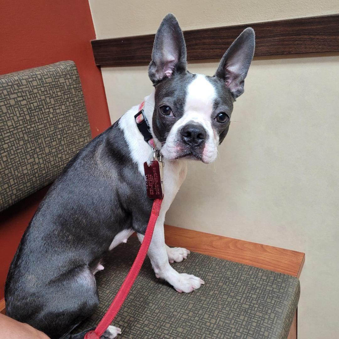 Enlarge Stoney in MO, a Adoptable Boston Terrier in Springfield, MO image 2/5