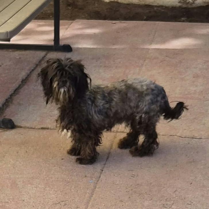 Rusty, Adoptable, Adult Male Shih Tzu & Mixed Breed.
