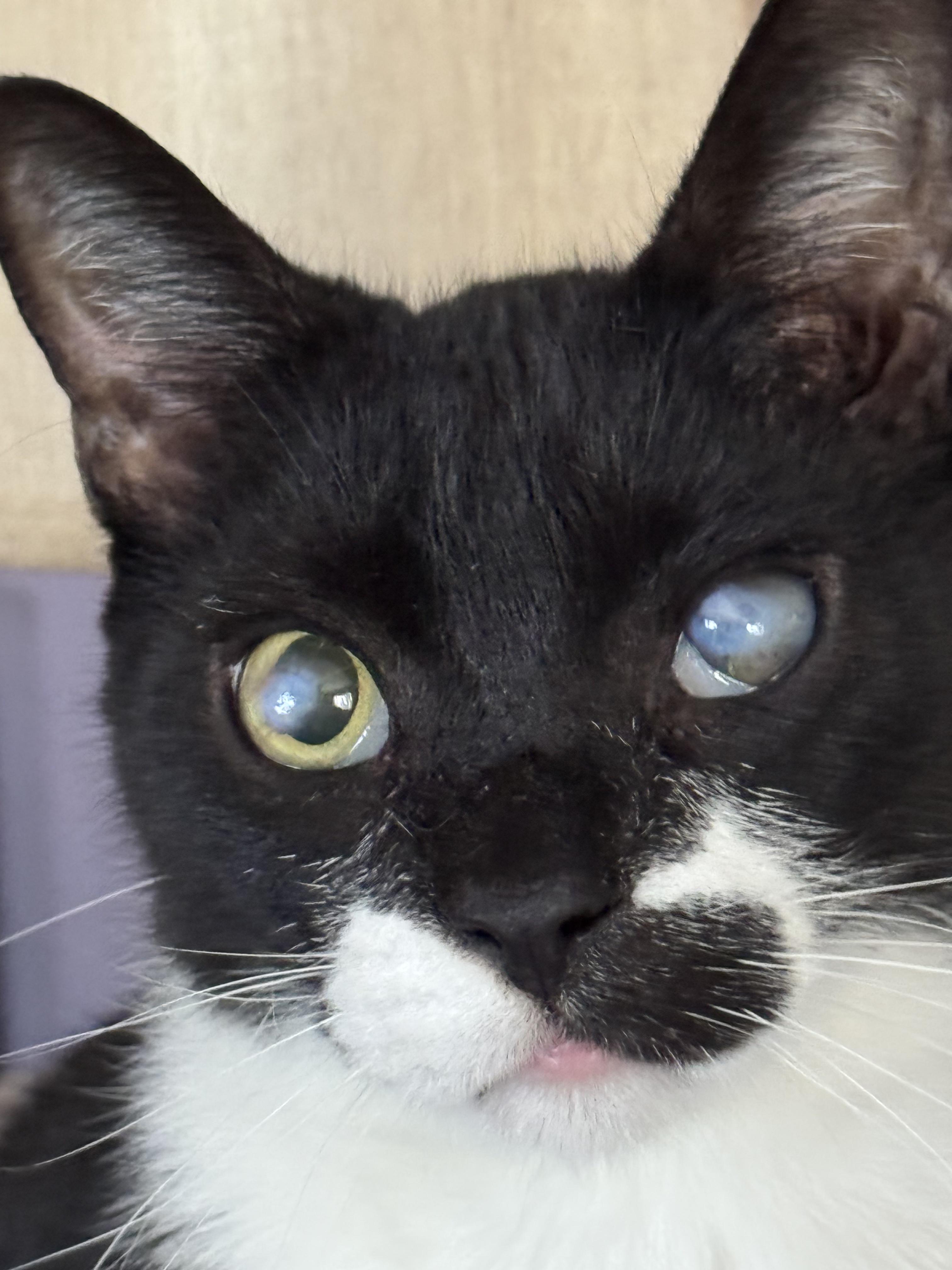 Willie, a Adoptable Domestic Short Hair in Hoboken, NJ image 2/2