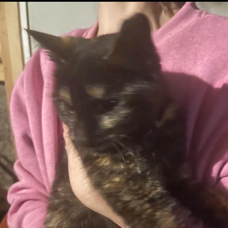 Enlarge Spice, a Adoptable Domestic Short Hair in Ringtown, PA image 1/1