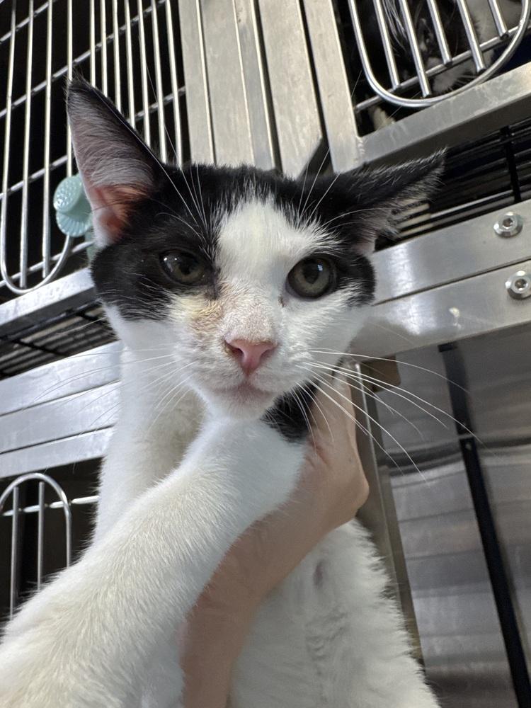 Ferris Wheel- MD, Adopted, Kitten Female Domestic Short Hair.