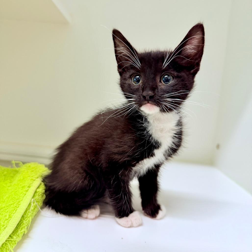 Yarn, a Adoptable Domestic Short Hair in Phoenix, AZ image 1/2