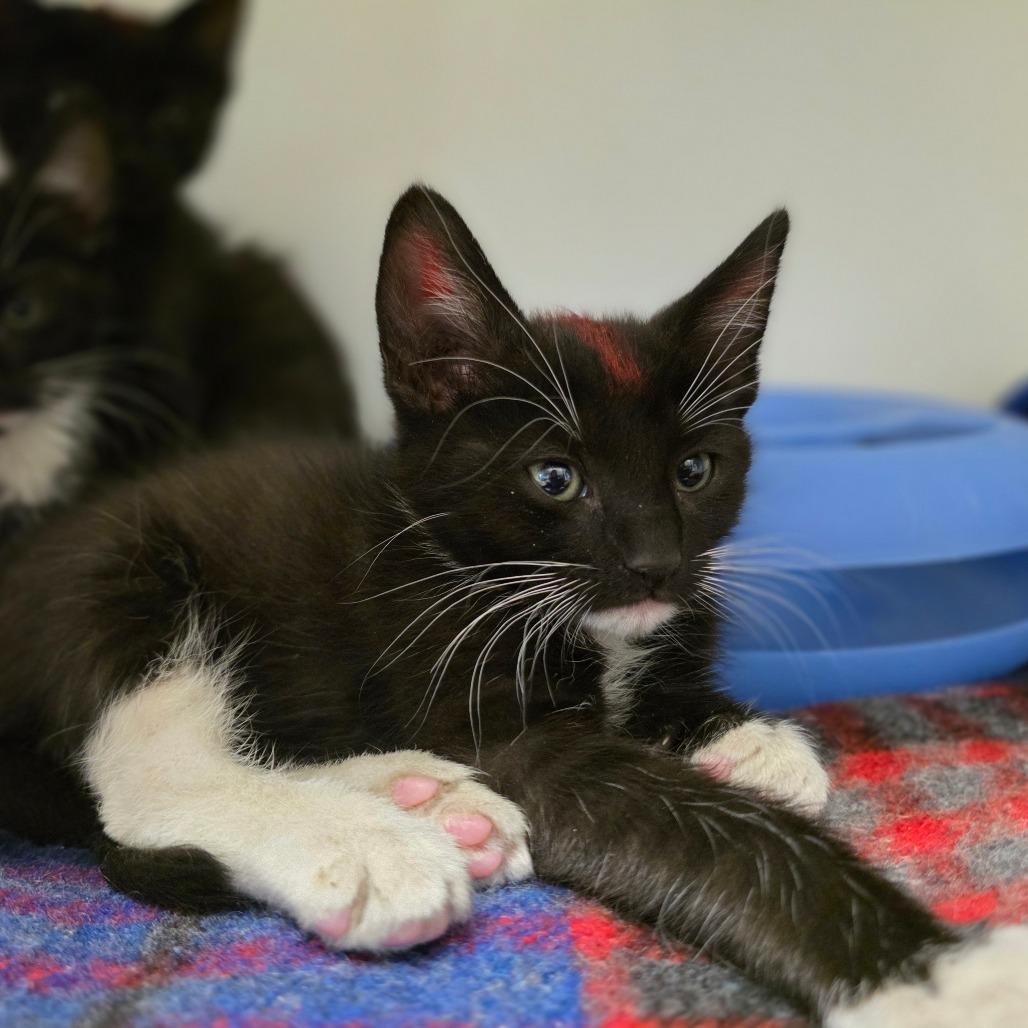 Yarn, a Adoptable Domestic Short Hair in Phoenix, AZ image 2/2